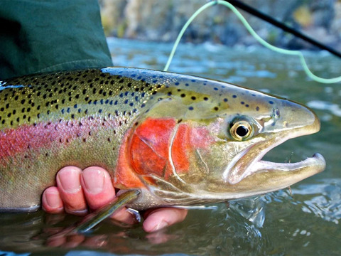 Alaska Helicopter/Jet Boat Fishing and Eco Tours