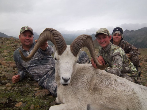 Alaska Range and Wrangell's Mountains Dall Sheep