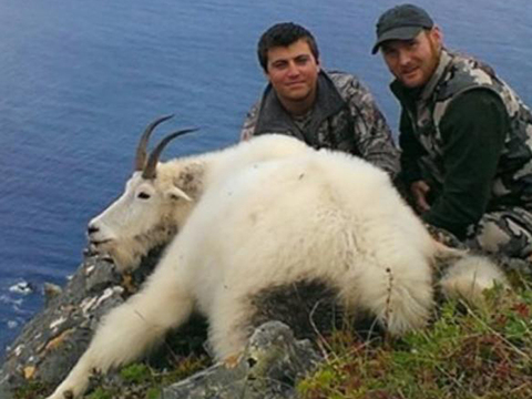 Kenai Peninsula Alaska Mountain Goat 
