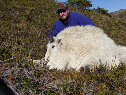 Alaska Over the Counter Mountain Goat Hunt