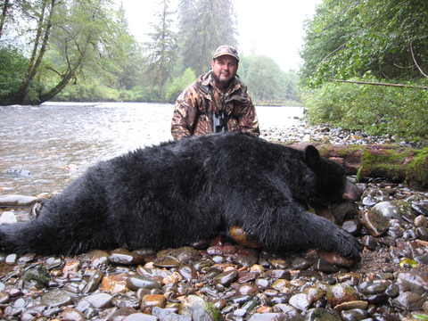 Alaska Coastal Black Bear on Prince of Wales Island