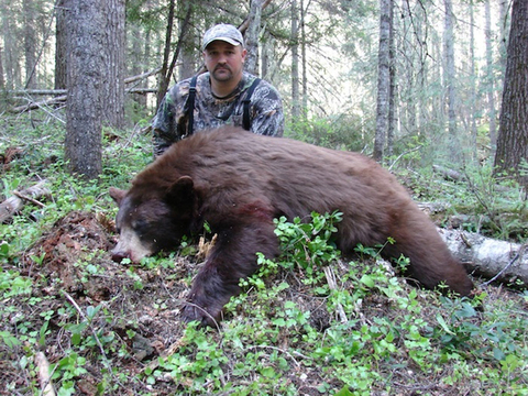 Idaho Black Bear over Bait or behind Hounds