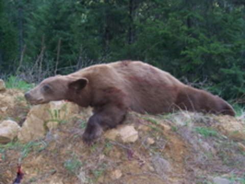 Idaho Black Bear Hunt Two Bear Opportunity