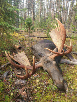 Trophy Canadian Moose Hunt in British Columbia