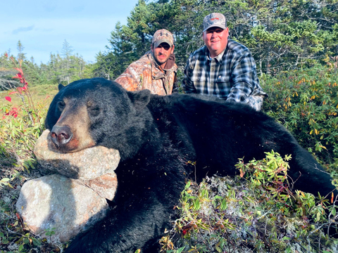 Newfoundland Giant Black Bear