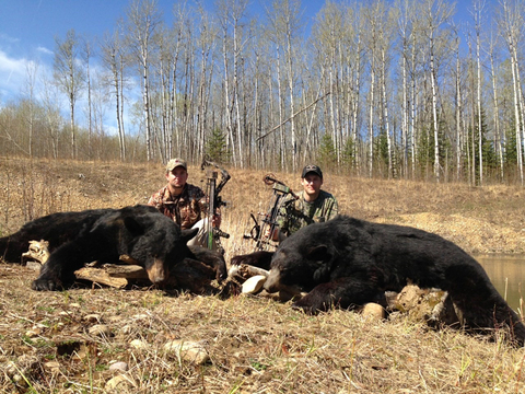 Giant Black Bears in Alberta