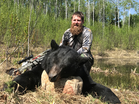 Giant Black Bears in Alberta