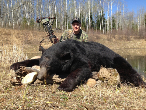 Giant Black Bears in Alberta