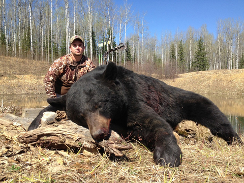 Giant Black Bears in Alberta
