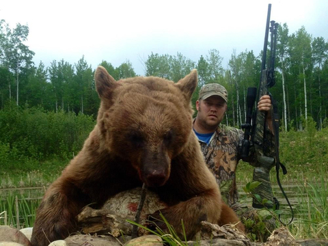 Giant Black Bears in Alberta