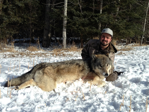 Wolf Hunting in Alberta