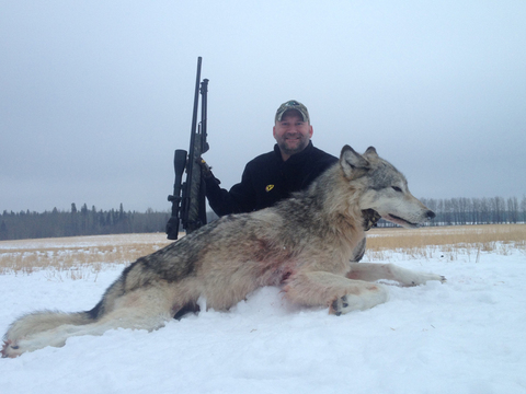 Wolf Hunting in Alberta