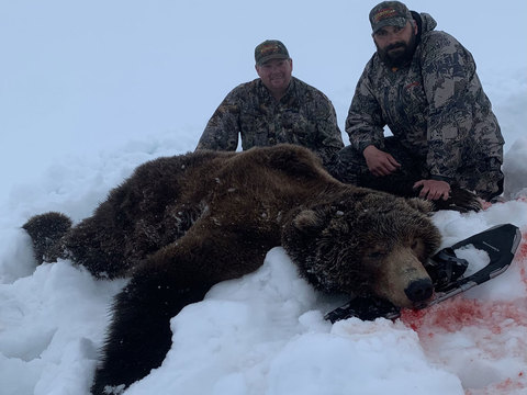 Kodiak Island Alaska Brown Bear