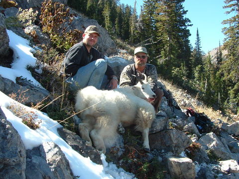 Utah Back Country High Uintas Mountain Goat Hunt