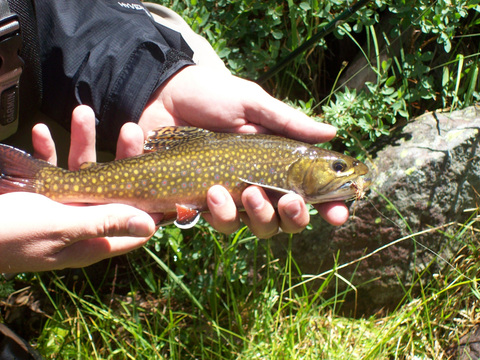 Wilderness Horseback Fishing trips for Grayling, Cutthroat, Brook and Tiger Trout