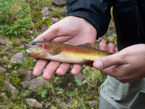 Wilderness Horseback Fishing trips for Grayling, Cutthroat, Brook and Tiger Trout