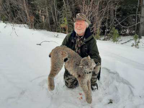 British Columbia Winter Lynx