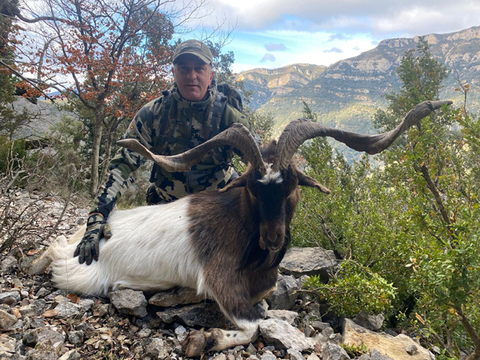 Spain Ibex