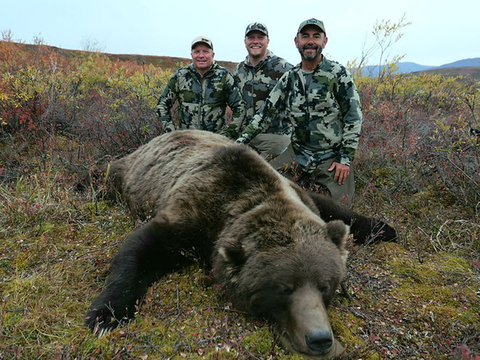 Alaska Giant Arctic Grizzly Bear