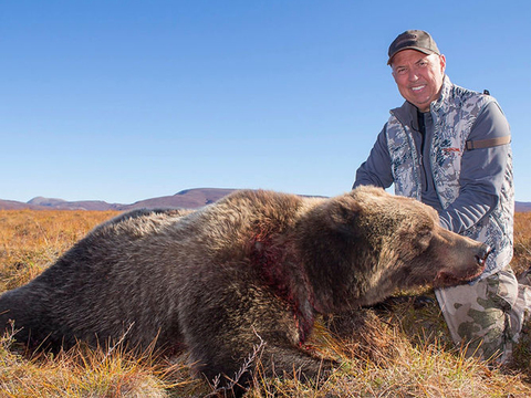 Alaska Giant Arctic Grizzly Bear