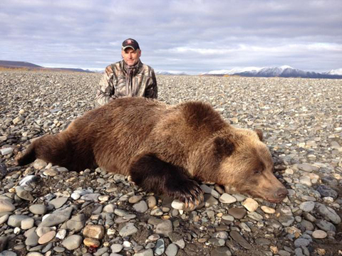 Alaska Giant Arctic Grizzly Bear