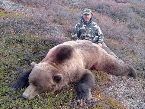 Alaska Giant Arctic Grizzly Bear