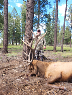 Arizona B&B Bull