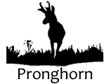 PronghornSilhouette